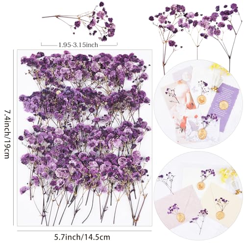 50Pcs Babys Breath Dried Pressed Flowers for Crafts,Xinxinran Purple Dry Flowers Kit for Wedding Invitation Accessories,Bookmark,Jewelry Molds,Candle Making Supplies,Soap,Frame,Cakes - color: Purple Baby's Breath