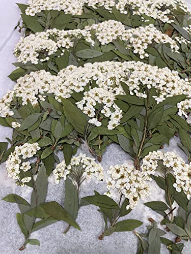 OKWIWI 12 pcs White Narcissus with Stem Real Natural Dried Pressed Flowers for Resin Art Craft DIY - color: White Narcissus With Stem