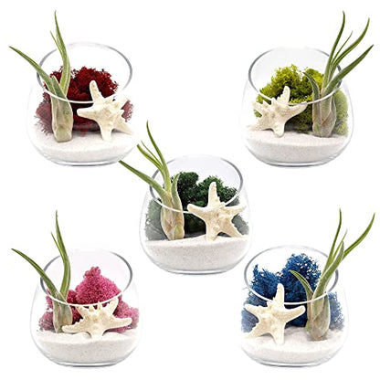 5 Inch Glass Slant Bowl Air Plant Terrarium Complete Kit with White Sand, Live Air Plant, Colorful Reindeer Moss and Starfish (Red) - color: Red