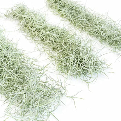 Thick Colombian Spanish Moss Live Strands with Wire Hook - Tillandsia Usneiodes - Live Tillandsia Succulent House Plants - Home and Garden Decor - Easy Care Indoor and Outdoor Plants - size: Pack of 1