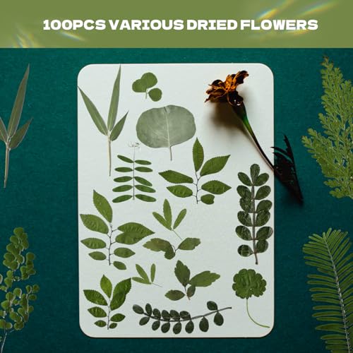 63 Pcs Dried Flowers for Resin 21 Styles Pressed Leaves | Natural Dry Leaves for Pressed Leaf Art Craft DIY Embellishment Decorations - size: 63 pcs Green Leaf