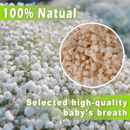 2500+ Mini Dried Babys Breath Flowers, 75 Pcs Ivory White Baby Breath Flowers, Natural Dried Gypsophila Bouquets for Rustic Wedding Decor, DIY Crafts, Gift Wrapping, Vase Arrangement - size: 6 inch