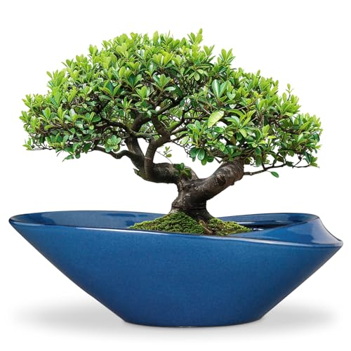 Bonsai Pot - 18 Inch Ceramic Planter for Indoor Outdoor Plants Bonsai Tree Pot Modern Large Succulent Planter Decorative Plant Pot with Drainage Hole Blue - color: Blue, size: 18 Inch