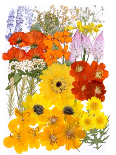 15 Types Fall Dried Pressed Flowers for Crafts, Leaf Plant Herbarium for DIY Resin Jewelry Making Pumpkin Decors - Harvest - color: Harvest