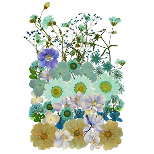 tiggell Pressed Flowers for Crafts, Dried Flowers Mixed for Resin Art Craft | Dried Pressed Flowers Mixed Kit-Dried Mini Rose Hydrangea Daisy for Art Craft DIY Resin Nail Art Floral Decors - color: Light Blue