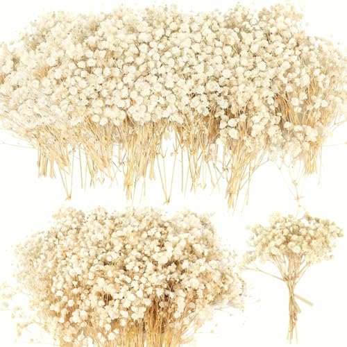 6000+ Mini Dried Baby's Breath Flowers, 100 Pcs Ivory White Gypsophila, 6in