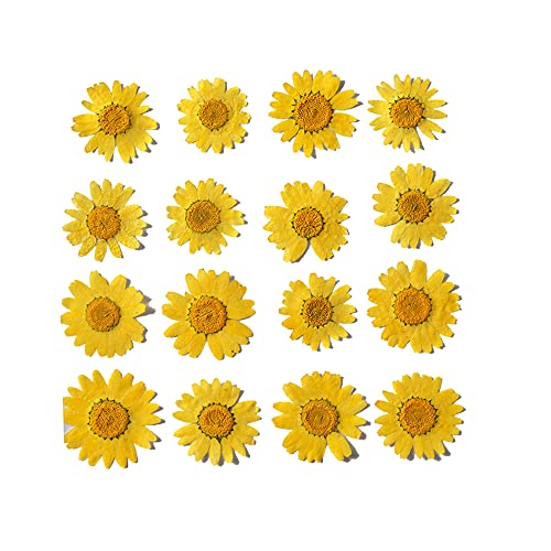 50pcs Natural Dried Daisy Flower, Vacuum Packaging, Pressed Flower for House Decoration, Jewelry Making, Phone case Decoration (Orange Yellow) - color: Orange Yellow