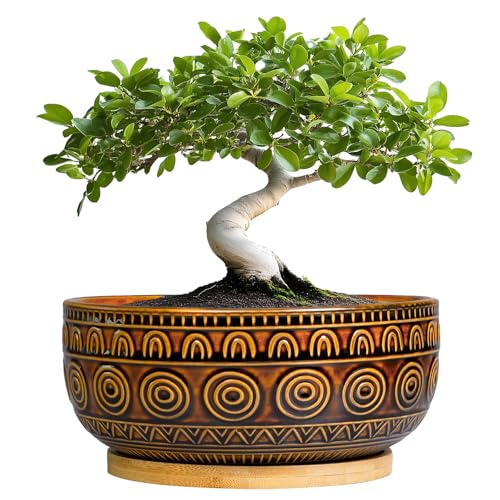 Eightpot Bonsai Pots 8 Inch - Ceramic Succulent Planters for Indoor Plants, Shallow Plant Pots with Drainage Hole and Saucer, Boho Round Planter Bowl, Office Decor, Brown - color: Brown