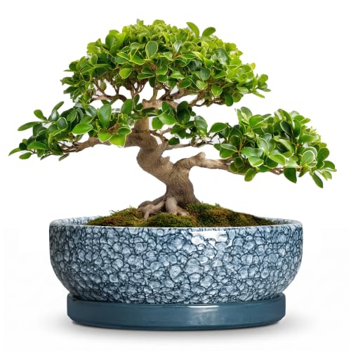 Bonsai Pots 13 Inch, Ceramic Succulent Planter with Tray, Scale Blue - color: Scale Blue, size: 13 Inch