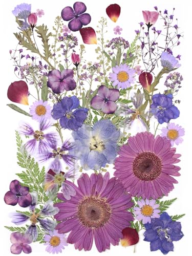 12“ Large Bulk Dried Pressed Flowers for Glass Frame, Real Dry Natural Flower Leaf for Resin Mold, Cake Decor, Holiday Decorations, Phone Cases, Invitations (Purple Haze) - color: Purple Haze