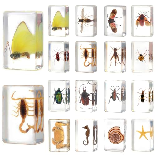 16 Real Bugs Specimens,Resin Insects Taxidermy Bugs Preserved Animals in Resin for Science Education,Oddity Biology Christmas Thanksgiving Gifts,Entomology Display,Butterfly Beetle Décor - size: 16 Small Bugs