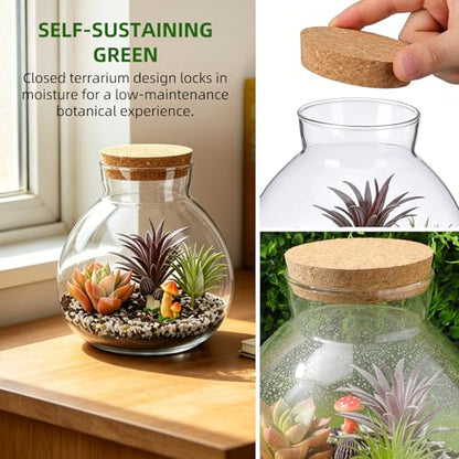 NUOBESTY 2 Pack Glass Terrarium Jar with Cork Lid, 6x6.3 Inch Closed Terrarium for Succulent Moss and Fern, DIY Miniature Desktop Garden for Home & Office Decor (No Plants)
