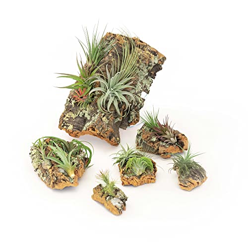 Medium Natural Cork Bark DIY Kit with Mini Xerographica Air Plants, Glue and Hook - Live Tillandsia Succulent House Plant - Wholesale and Bulk - Home and Garden Decor - Easy Care Indoor Outdoor Plants - size: Kit+Xerographica