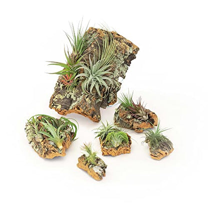 Medium Natural Cork Bark DIY Kit with Mini Xerographica Air Plants, Glue and Hook - Live Tillandsia Succulent House Plant - Wholesale and Bulk - Home and Garden Decor - Easy Care Indoor Outdoor Plants - size: Kit+Xerographica