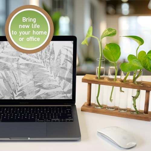D'Eco Glass Plant Propagation Station, Set of 4 Tubes & Wood Display | Grow Hydroponics & Watch Them Grow Roots - Tabletop Vases for Home & Office Decor for Plant Lovers