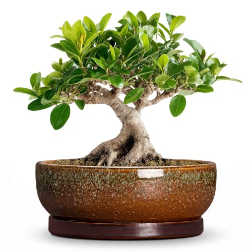 Ceramic Bonsai Pots, 8 Inch Succulent Pots with Tray, Speckle Brown | Round Bonsai Planter for Indoor Plants, Shallow Flower Bowl with Drainage Hole, Cactus Pot, Kitchen Decor, Gardening Gifts - color: Speckle Brown, size: 8 Inch
