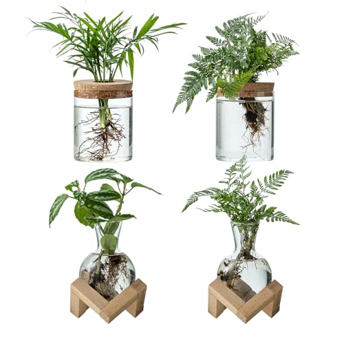 Plant Propagation Station, 2 Style Glass Planter Terrarium Set for Hydroponic Plants | Home Office Tabletop Decor, Gardening Gifts for Women, Mom, Plant Lovers (4)