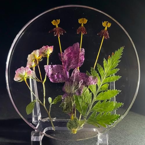 3.9" Real Salvia Blue Monday w/ Fern in Crystal Clear Lucite Resin Specimen Office Home Table Wall Kitchen Party Decor Botanist Herb Herbarium Paperweight Botany Display Collection Gift + Stand - color: Salvia Blue Monday W/ Fern