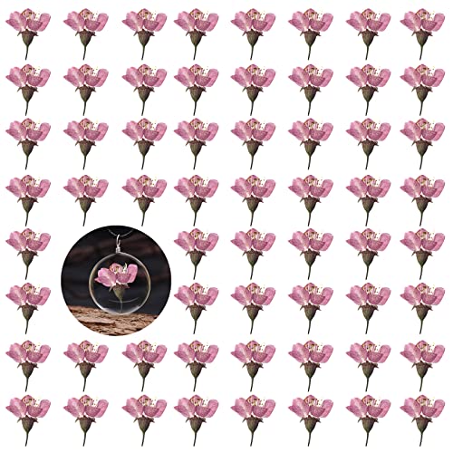 Dried Pressed Cherry Blossoms, 60PCS Pink Real Natural Dried Flowers for Resin DIY Ornament Crafts Candle Making, Natural Color - color: Cherry Flowers-pink(side Pressure)