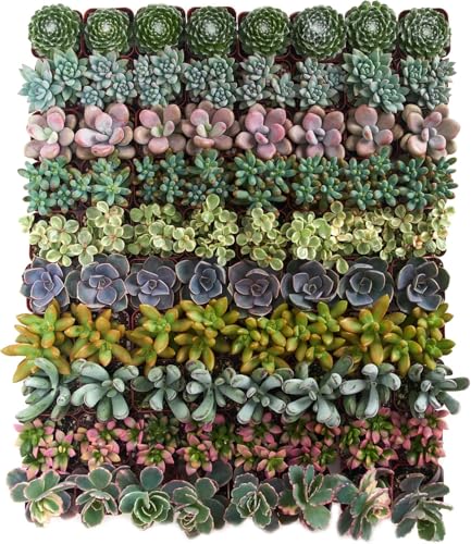 Shop Succulents Assorted Succulent Plant Pack Collection - Live Mini Succulent Plants, Low Maintenance, Mixture of Colors & Textures - Wedding and Party Favors, Gift & Garden - size: 256 Pack