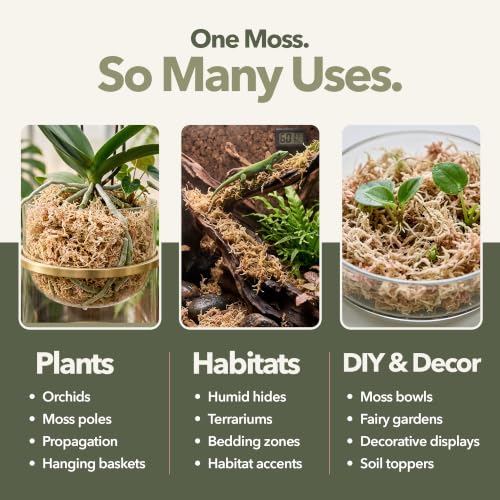 Mossify Sphagnum Moss for Plants, 1kg 2.2 lbs | Long Fiber Moss, Indoor, Orchids, Terrariums, Gardening, Reptiles, Moisture Plant, Propagation, Soil, Habitat Bedding - size: 1kg (2.2 lbs)