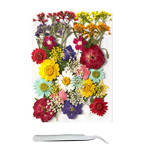 Cayway 40 Pcs Real Pressed Flowers Dry With Tweezers Set, Colorful Dried Flowers for Resin Scrapbooking, DIY Art Crafts, Epoxy Resin Jewelry, Soap Making - color: 1 Packs Style B