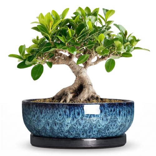 Bonsai Pots 8 Inch, Ceramic Succulent Pots with Saucer, Blue | Bonsai Tree Pot for Indoor Plants, Round Planter Bowl with Drainage Hole, Bowl Planter, Home Decor, Plant Lover Gifts - color: Blue, size: 8 Inch