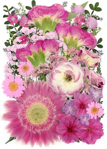 16 Types Dried Pressed Flowers for Crafts, Pink Real Roses and Carnations for Mothers Day Card, Cake Topper, Glass Fame Decors, Scrapbooking Supplies(Blush) - color: Blush