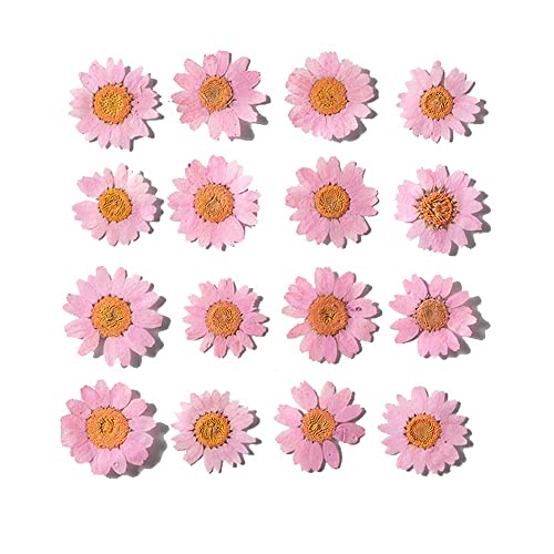 Natural Dried Pink Daisy Flower, Vacuum Packaging, Pressed Flower for House Decoration, Jewelry Making, Phone case Decoration 50pcs/Pack (Pink) - color: Pink