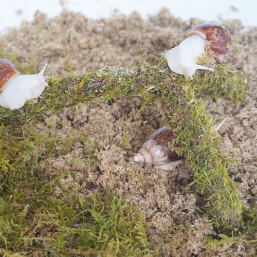 Snail Terrarium Accessory Kit 3PCS, Includes Layer Moisture-Retaining Substrate, Top Layer Moisture-Retaining Substrate, Climbing Toy - size: Kit-1