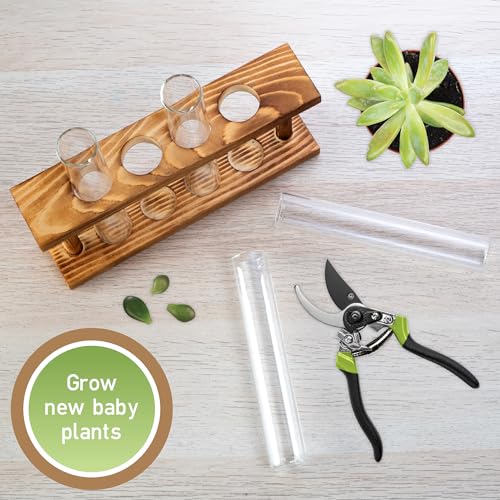 D'Eco Glass Plant Propagation Station, Set of 4 Tubes & Wood Display | Grow Hydroponics & Watch Them Grow Roots - Tabletop Vases for Home & Office Decor for Plant Lovers