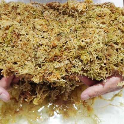 Sphagnum Moss 34QT for Plant Propagation, Great Orchid Potting Mix, Help with Maintain Humidity, 10oz - size: 10 oz