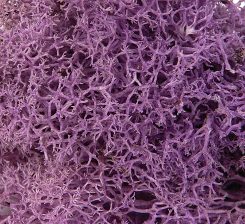 SuperMoss (25158) Reindeer Moss Preserved, Lavender, 8oz Bag