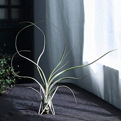 4 Packs Airplant Plants Holder Metal Base Geometric Air Plants Stand Tabletop Air ferns Planter Rack White Tillandsia Display Containers Himmeli Decor . - color: White