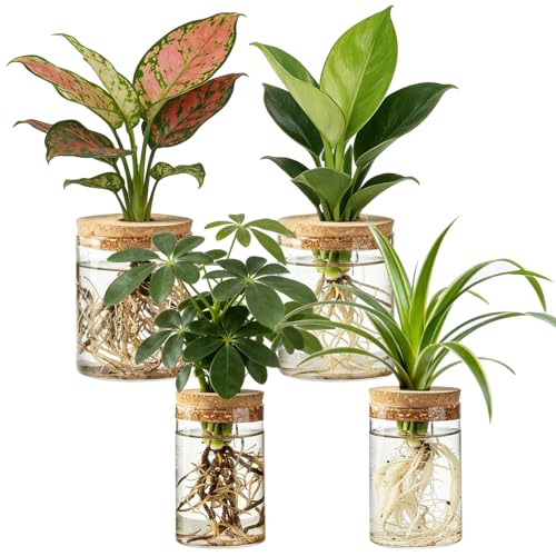 Dahey 4Pcs Glass Plant Propagation Station, 2 Large Vases & 2 Small Pots | Clear Root-View Water Jars, Cork Lids Cut Evaporation, Dust Proof & Soil-Free, Fits Hydroponic Cuttings, Desktop Indoor Decor