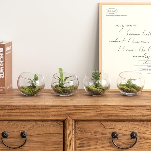 MyGift Premium Hotel Series 5 Inch Round Clear Glass Air Plant Terrariums, Mini Candy Bowl Jars, Tealight Candle Holders, Succulent Cactus Vases, Set of 4 (Pack of 3) - size: Set of 4 (Round) (Pack of 3)