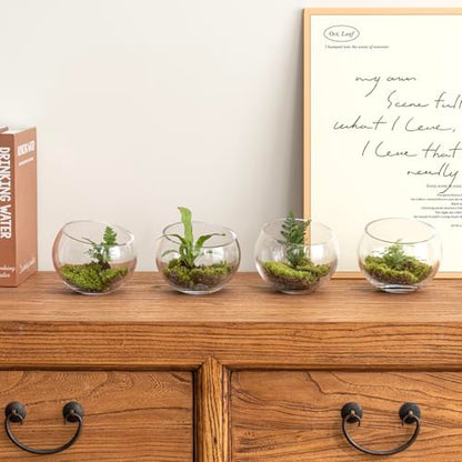 MyGift Premium Hotel Series 5 Inch Round Clear Glass Air Plant Terrariums, Mini Candy Bowl Jars, Tealight Candle Holders, Succulent Cactus Vases, Set of 4 (Pack of 3) - size: Set of 4 (Round) (Pack of 3)