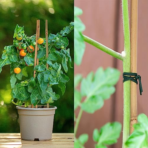 Plant Stakes 50Pcs 18IN,POLIUMB Premium Natural Bamboo Stakes Garden Stakes | Bamboo Sticks Support for Indoor and Outdoor Plants,Poles Sticks for Tomatoes, Beans,Flowers,Trees Potted and Climbing Plants - size: 18Inches