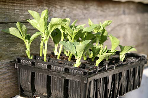 Tierra Garden 50-9010 Haxnicks Rapid Rootrainers Seed and Cutting Propagation Kit