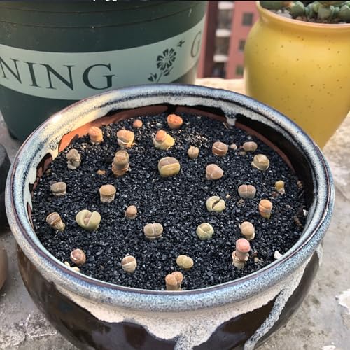 FANTIAN 20 lbs Black Silica Sand. Decorative Aquarium Gravel Substrate for Fish Tank, Plants Potted, Fire Pits, Candle, Vase Filler and Crafts | Aquarium Sand for Freshwater Tank, Shrimp Turtle, Terrariums, Aquatic, Plants, Fire Pit, Candle, Vase Fillers,