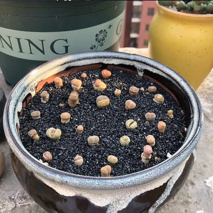 FANTIAN 20 lbs Black Silica Sand. Decorative Aquarium Gravel Substrate for Fish Tank, Plants Potted, Fire Pits, Candle, Vase Filler and Crafts | Aquarium Sand for Freshwater Tank, Shrimp Turtle, Terrariums, Aquatic, Plants, Fire Pit, Candle, Vase Fillers,
