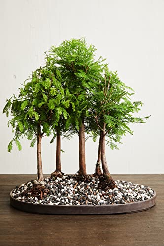 Calcined Clay for Bonsai, Succulent, Cactus | 2 Quarts Bag | 1/8” Particle Size | The Bonsai Supply - size: Calcined Clay 2 Quarts