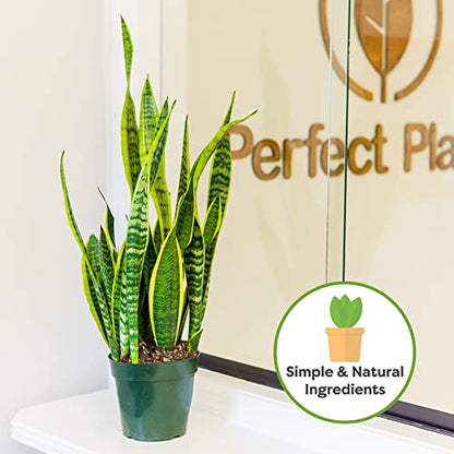 Perfect Plants Snake Plant Soil, 4 qt, Coco Coir Potting Mix - size: 4qt.