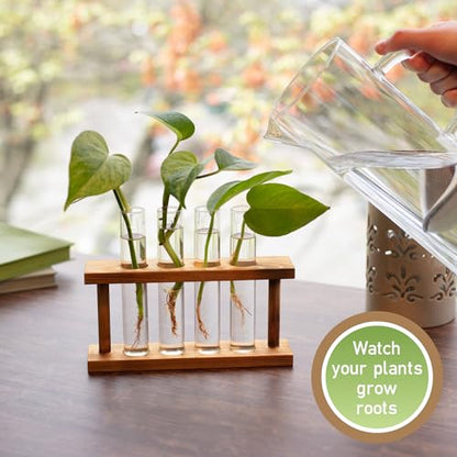 D'Eco Glass Plant Propagation Station, Set of 4 Tubes & Wood Display | Grow Hydroponics & Watch Them Grow Roots - Tabletop Vases for Home & Office Decor for Plant Lovers