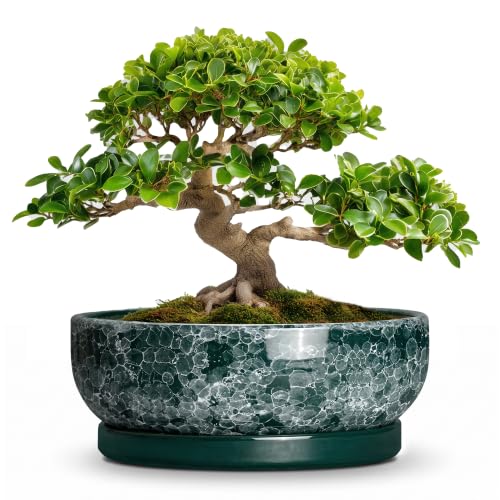 Bonsai Planter 13 Inch, Ceramic Bonsai Tree Pots, Droplet Green | Round Succulent Pots for Indoor Plants, Shallow Planter with Drainage Hole and Tray, Porch Decor, Housewarming Gifts - color: Droplet Green, size: 13 Inch