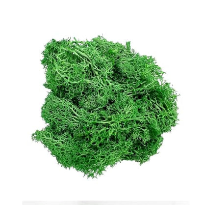 Bergamo Art 95g Preserved Reindeer Moss in Green - color: Green