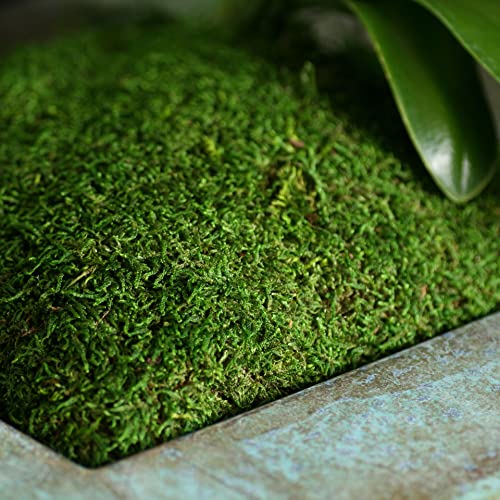 SuperMoss Preserved Sheet Moss, 12 Pack