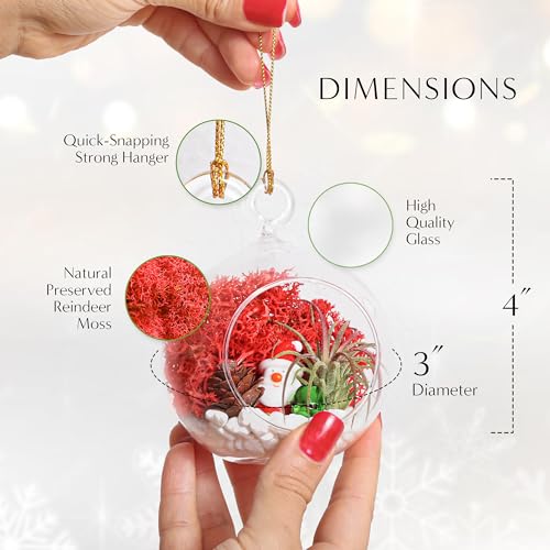 Creations by Nathalie Holiday 4" Glass Globe Terrarium Kit with Live Plant | DIY glass globe terrarium kit with live plant, moss, and essential supplies for creating an indoor terrarium display at home. - size: 4" Ornament Glass Globe