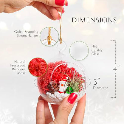 Creations by Nathalie DIY Air Plant Terrarium Kit with Glass Terrariums | DIY air plant terrarium kit with glass terrariums, moss, and decorative supplies for creating indoor displays with air plant. - size: Glass Globe + Glass Teardrop Ornament
