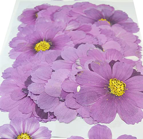 12 pcs Purple Cosmos Real Natural Dried Pressed Flowers for Candle Making Art Craft DIY - color: Purple Cosmos